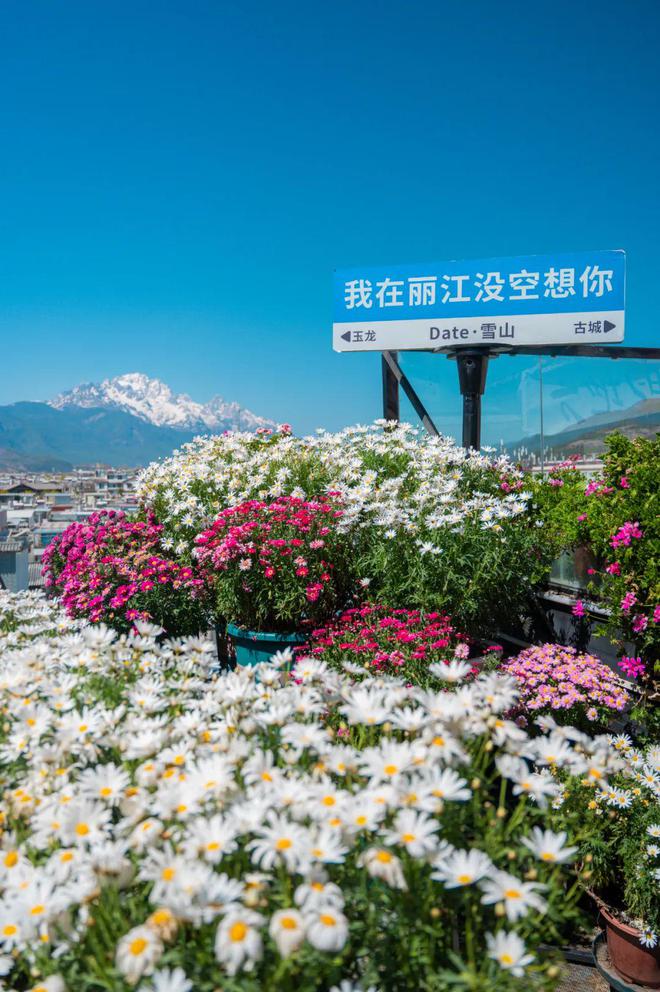 女嫁到丽江后竟拿屋顶来赚钱！尊龙凯时网【读本头条】重庆美(图14)